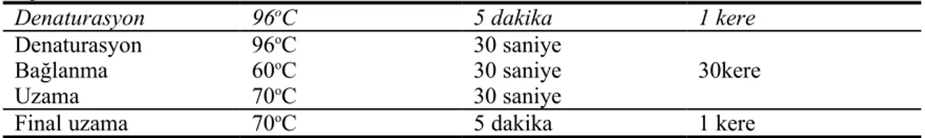 Tablo 5. Mültipleks PCR ve Bruce 19 primeri ile yapılan monopleks PCR amplifikasyon