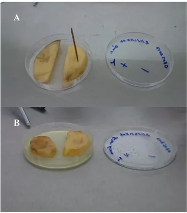 Şekil 3.5. Patatesin pektolize olması testi (A: Test sonucu negatif olan izolat; B: Test sonucu pozitif olan  izolat)  