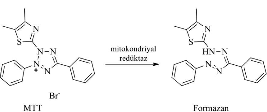Şekil  3.2.2.1.  MTT’de  bulunan  tetrazolyum  halkasının  mitokondriyal  dehidrogenazlar  tarafından kesimi 