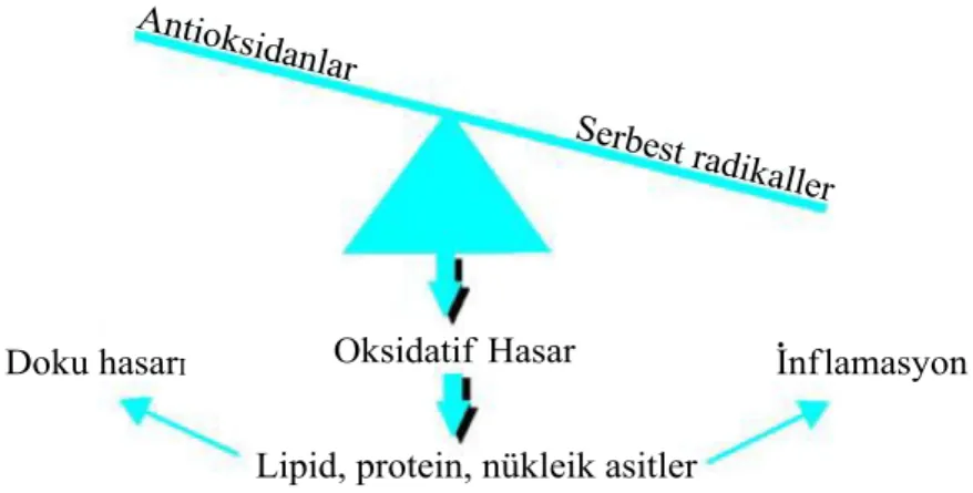 Şekil 1.1.1. Oksidatif stres oluşumu ve etkileri 