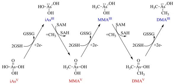 Şekil  1.8.1.  İnsanlarda  arseniğin  biyometilasyonu.  İndirgeme  basamaklarına  GSH  aracılık  etmektedir, oksidatif metilasyon basamakları S-adenozil metiyonin (SAM)  tarafından katalize  edilir