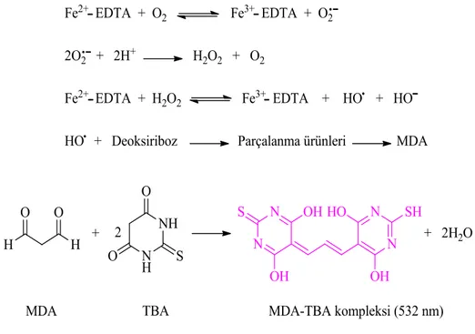 Şekil 3.2.1.8. Deoksiriboz metodu ile TBA-MDA kompleksinin oluşumu 