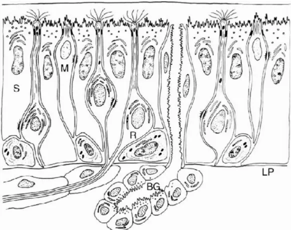 Şekil 1. İnsan olfaktör epiteli. Olfaktör reseptör nöron (R). Sustentaküler hücreler (S)