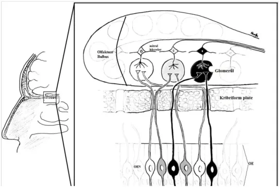 Şekil 2. Olfaktör reseptör nöronların (ORN) olfaktör bulbusa projeksiyonlarını gösteren şematik çizim