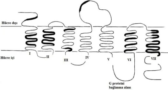 Şekil 5. Hücre zarını yedi kez delip geçen insan olfaktör reseptörünün şematik çizimi