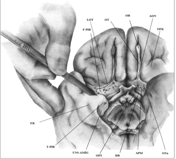 Şekil 7.  Olfaktör traktusu ve temel projeksiyonları ile beraber etraftaki non-olfaktör yapıları gösteren insan ön beyninin bazali ve medyal temporal lobu