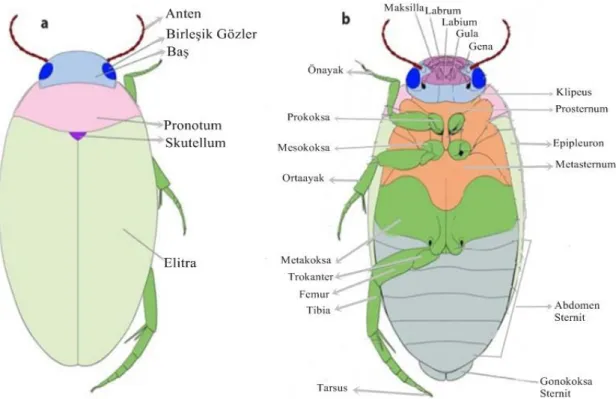 Şekil 1.2. Dytiscidae genel vücut yapısı (Miller ve Bergsten 2016)