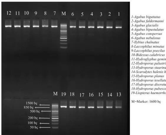 Şekil 4.1. Çalışma bölgemizde belirlenen türlere ait PCR sonuçları 