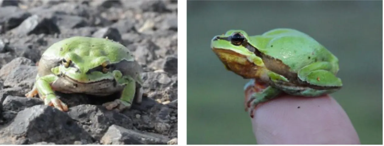 ġekil 4.41. Hyla arborea, Diyarbakır, Hantepe Köyü  ġekil 4.42. Hyla savignyi, Malatya, Pütürge