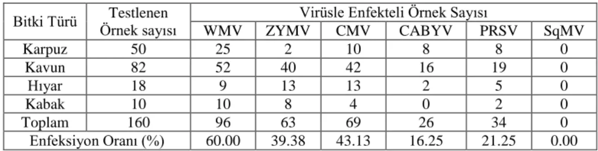 Çizelge 4.5’te görüldüğü gibi test edilen örneklerden 96’sının (%60.00) WMV,  63’ünün  (%39.38)  ZYMV,  69’unun  (%43.13)  CMV,  26’sının  (%16.25)  CABYV,  34’ünün (%21.25) PRSV ile bulaşık olduğu belirlenmiştir