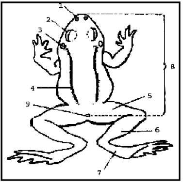 Şekil 5. Kuyruksuz kurbağada vücut kısımlarını gösteren şema. 1. Burun deliği,  2.  Göz,  3
