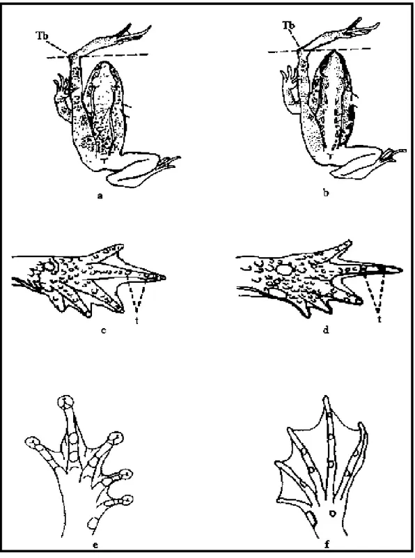 Şekil  6. Kurbağa türlerinde  kullanılan  bazı  taksonomik  karakterler. a- Rana  türlerinde tibio-tarsal eklem (Tb) baş hizasını geçer, b- Ancak başın uç kısmına ulaşır