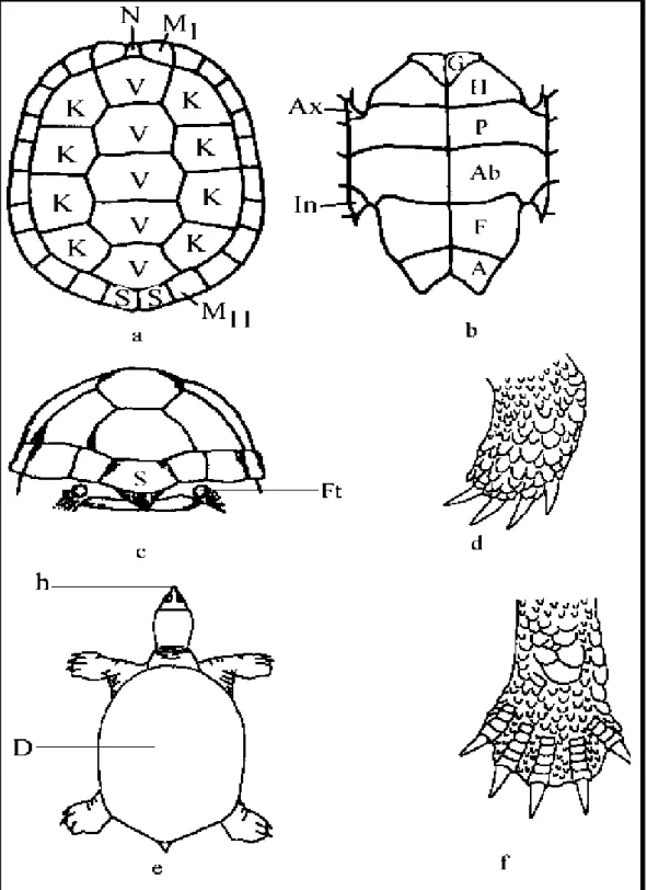 Şekil 7. Kaplumbağalarda kullanılan bazı  dış  karakterler,  a- Karapaks,    b- b-Plastron, N:  Nuchale,  V:  Vertebrale,  K:  Costale,  M:  Marginale,  S:  Supracaudale,  G:  Gulare,  H:  Humerale,  P:  Pectorale, Ab:  Abdominale,  F:  Femorale,  A:  Anal