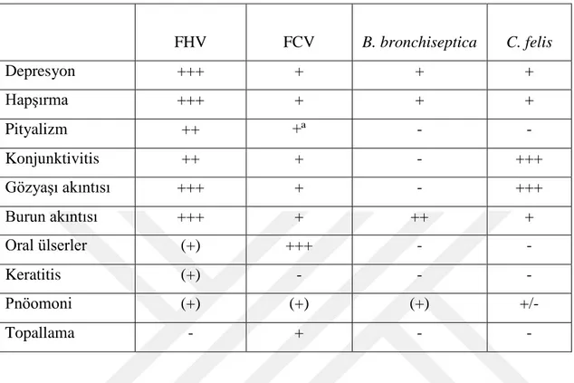 Tablo  2.  FHV,  FCV,  B.  bronchiseptica,  C.  felis  enfeksiyonlarının  ayırıcı  tanısında  yardımcı olabilecek klinik bulgular (17)