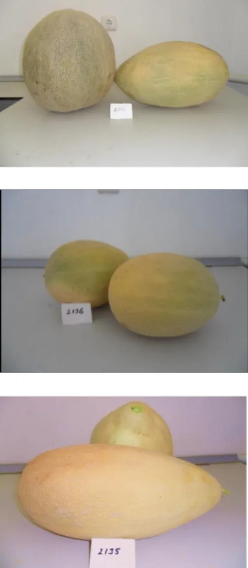 Şekil 3.9. ’da değişik şekilli genotiplerden birkaç meyve gösterilmiştir.  
