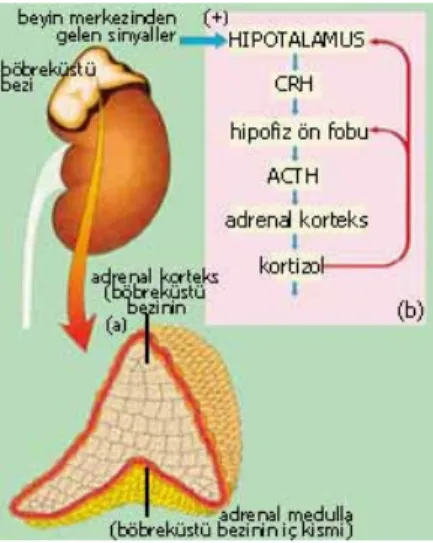 Şekil 1. Adrenal korteks aksı 