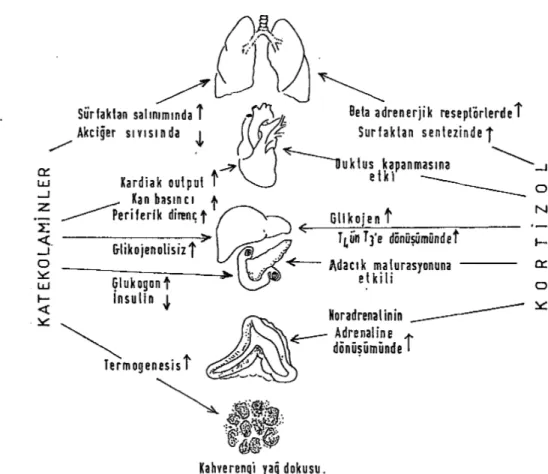 Şekil 4: Kortizol ve katekolaminlerin ekstrauterin yaşama geçişte fetal adaptasyondaki etkileri 