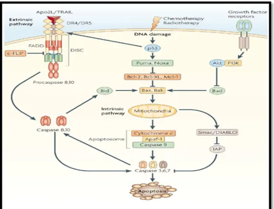 Şekil 1: Apoptozisin gerçekleşme yolları