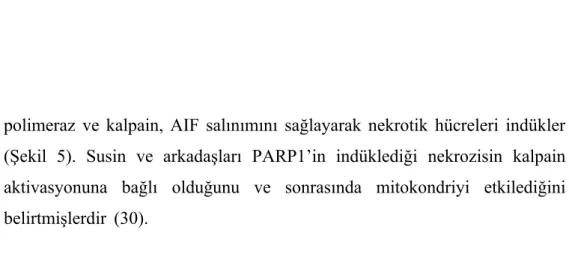 Şekil 5: Nekrotik yolağın sinyal bileşenleri