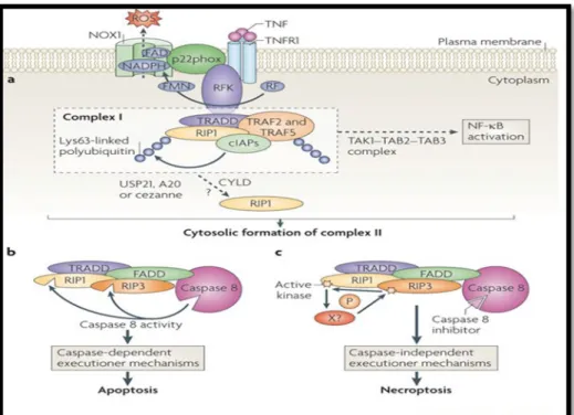 Şekil 6 :Apoptozis-Nekroptozis