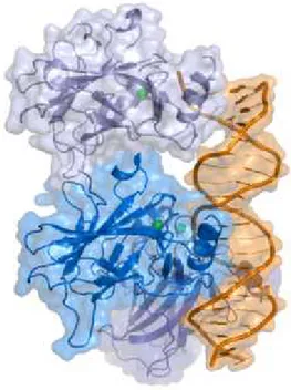 Şekil 5: p53 proteininin DNA’ya bağlanması (31)