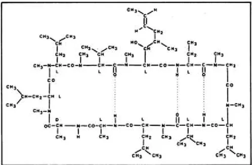 Şekil 6: Siklosporin A Moleküler Yapısı (36)