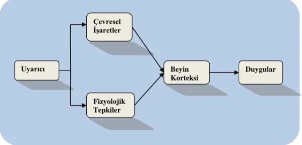 Şekil 3: Bilişsel Kuram  Uyarıcı  Çevresel  İşaretler  Fizyolojik  Tepkiler  Beyin  Korteksi  Duygular 