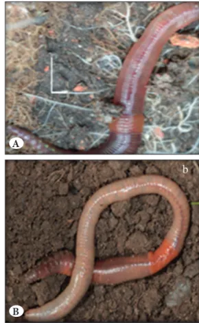 Figure 1: Steinernema feltiae. a. Anterior region - 