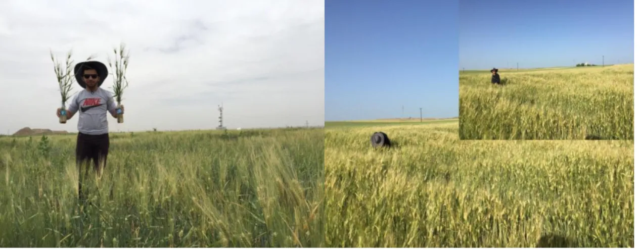 Figure 1. Shows the collection of aphid colonies in the field. 
