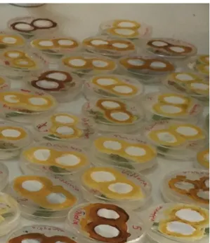 Figure 4. Shows the daily observing each petri dish of aphids on five varieties of wheat   