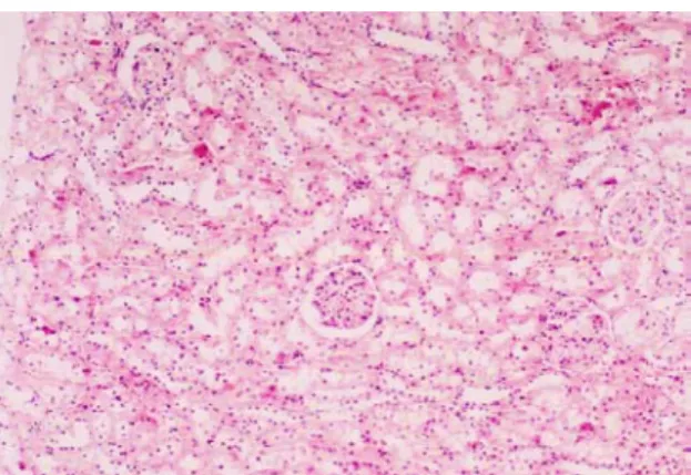 Figure 1. Light micrograph of the 