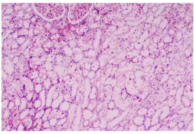 Figure 2. Light micrograph of the 