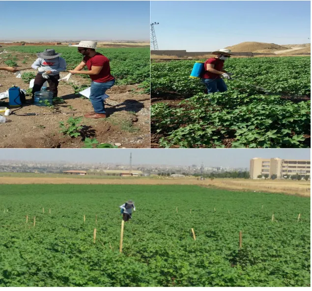 Figure 3. Showing the application of insecticides on cotton field 