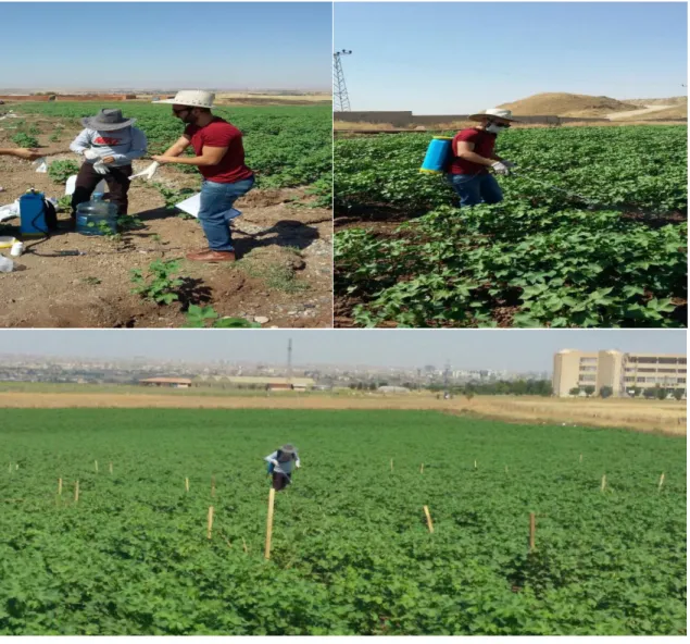Figure 3. Showing the application of insecticides on cotton field 