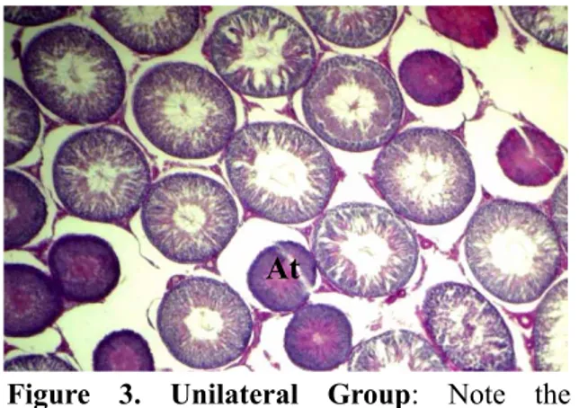 Figure 1. Control Group:View of normal  semineferous tubules and leydig cells  (PAS-Hemalun staining,original magnification X41)  