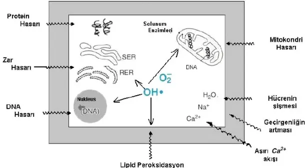 Şekil 2-3. Serbest Radikallerin Zararlı Etkileri 