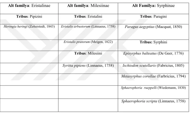 Çizelge 4.1. Eğil ilçesinde tespit edilen Syrphidae türleri 