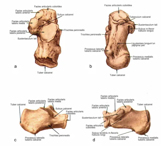 Şekil 1: Sağ kalkaneus. a) Üst yüz  b) Alt yüz  c) Lateral yüz  d) Medial yüz