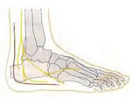 Şekil 6: Cerrahi yaklaşımda risk altındaki sural sinir 2.3.4.Tendon ve bağ anatomisi