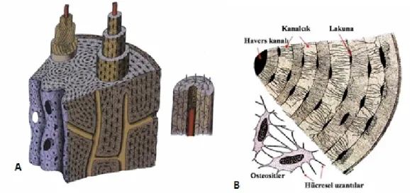 Şekil  2.1  : Kortikal  kemiğin  morfolojik  yapısı (A) Havers  ve  Volkmann  kanallarının  kemik yapı  içerisindeki  yerleşimleri