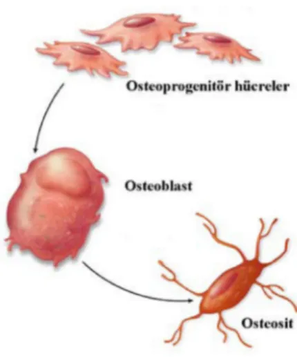 Şekil  2.3: Kemik  hücrelerinin  ve  farklılaşma  yollarının  şematik  gösterimi.  Osteoklastlar, kemik  iliğinde  yer  alan  makrofaj  öncülerinden  köken  alan  monositlerin  füzyonuyla  oluşur