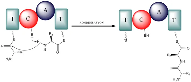 Şekil  2.7.  Ribozomal  olmayan  peptit  sentezinin  kondensasyon  basamağı.  A:  Adenilasyon  domaini, C: Kondensasyon domaini, T: Peptidil taşıyıcı protein (Michael ve ark