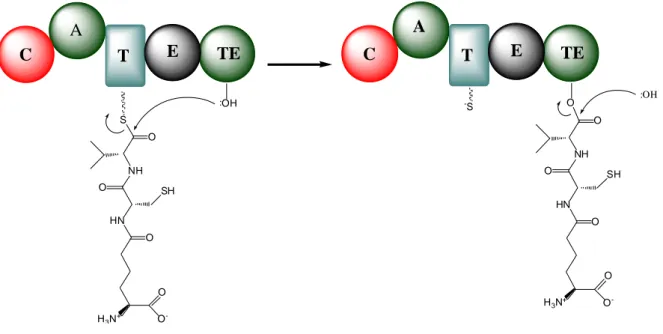 Şekil 2.8.  Ribozomal  olmayan peptid  sentezinin  sonlanma basamağı.  A:  Adenilasyon domaini,  C:  Kondensasyon  domaini,  E:  Epimerizasyon  domaini,  T:  Peptidil  taşıyıcı  protein,  TE:  Tiyoesteraz  domaini (Michael ve ark