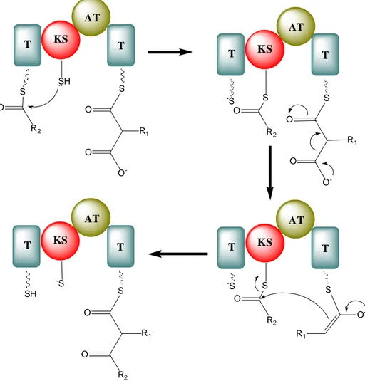 Şekil 2.11. Poliketid sentezinin uzama aşaması. AT: Açil transferaz domaini, KS: Ketosentaz  domaini, T: Açil taşıyıcı protein (Michael ve ark