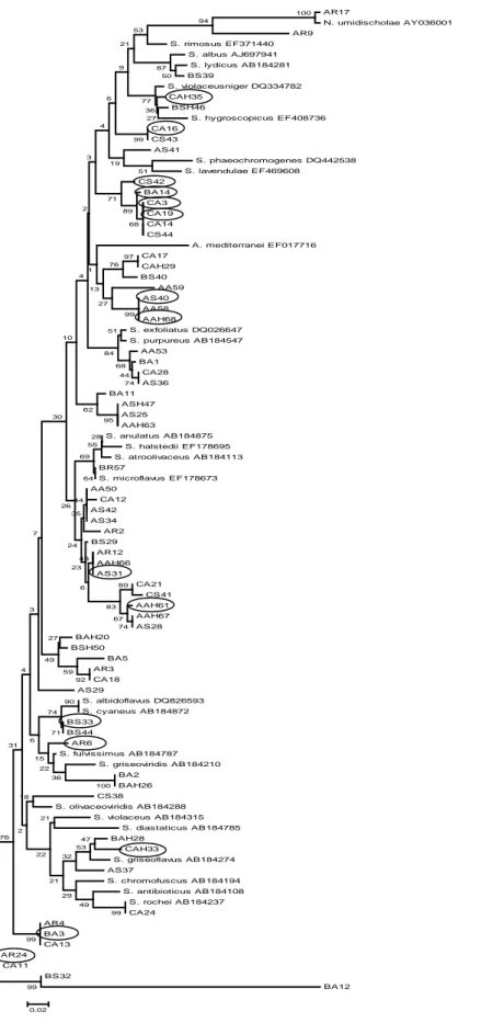 Şekil 4.1. 16S rRNA genleri baz alınarak neighbor-joining yöntemiyle çizilen filogenetik ağaç (Yılmaz ve 