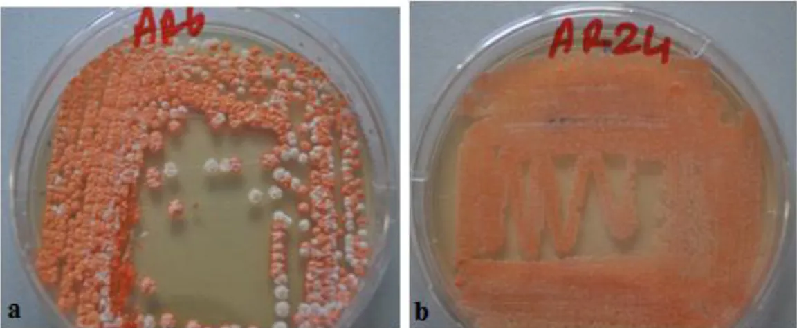 Şekil 4.3. M2 Besiyerinde 7 gün sonrasında üreyen bakterilerin koloni görünümü.                       a: Streptomyces sp