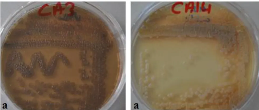 Şekil 4.7. M2 Besiyerinde 7 gün sonrasında üreyen bakterilerin koloni görünümü.                        a: Streptomyces sp