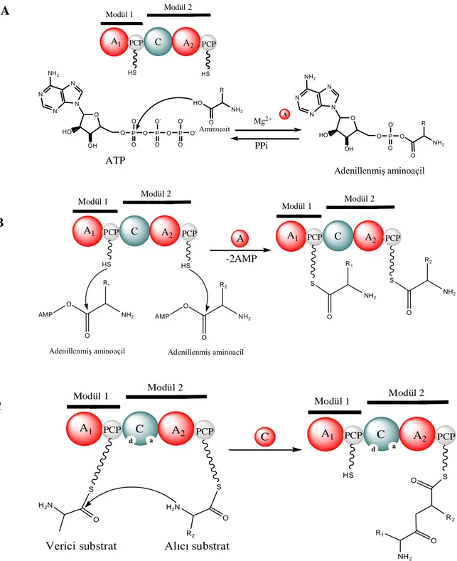 Şekil 2.5.  Ribozom dışı yolla gerçekleşen  peptid sentezinin aşamaları. A: adenilasyon aşaması, B: tiyolasyon aşaması,  C: kondensasyon aşaması (Sieber ve Marahiel 2005)