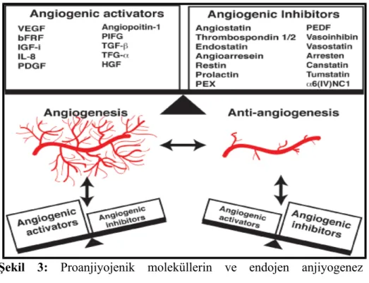 Şekil   3:  Proanjiyojenik   moleküllerin   ve   endojen   anjiyogenez inhibitörlerinin anjiyogenez ile olan ilişkisini gösteren şema (41).