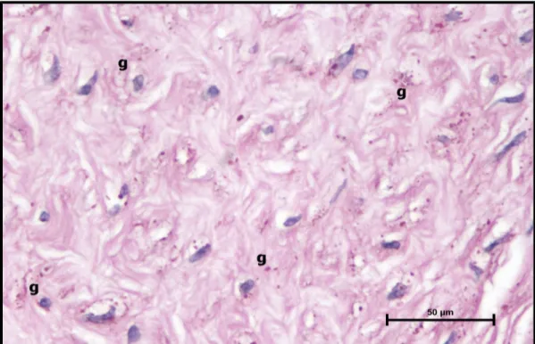 Şekil 11:  Kontrol grubu maternal plasenta kesitinde, desiduada normal glikojen dağılımı (g) (PAS, Bar: 50μm)